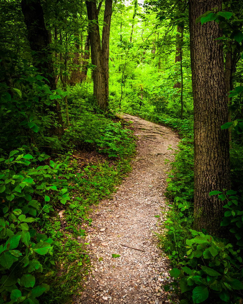 incognito-trail-through-lush-green-forest-in-codorus-state-park-pennsylvania